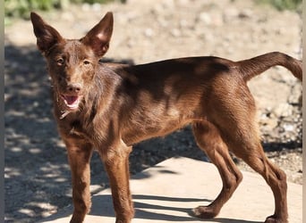 Zuckersüße TIFFANY-sucht liebevolles Für-immer-Zuhause