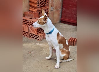 Zuckersüßer DEXTER-sanfter, zärtlicher, sensibel, neugierig, verspielte Bub sucht  Für-immer-Zuhause