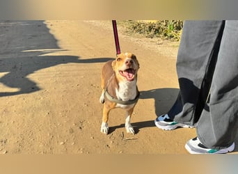 NAYA-braucht dringend wieder eine liebevolle, aktive Familie. Sie ist