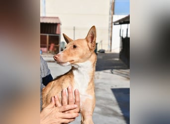 CANELO- wartet in 83146 Surheim auf liebevolles Zuhause