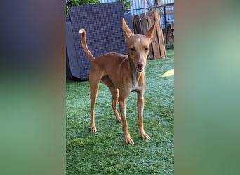 ELSA-liebevolles, zärtliches, kontaktfreudiges Mädchen sucht liebevolles Für-immer-Zuhause