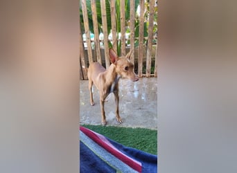 ELSA-liebevolles, zärtliches, kontaktfreudiges Mädchen sucht liebevolles Für-immer-Zuhause