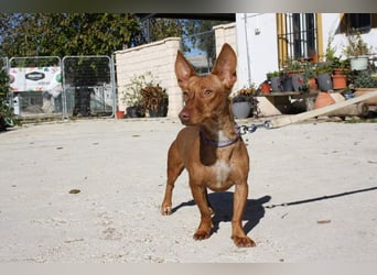 INMA-braucht dringend eine Familie der sie für den Rest ihres Lebens vertrauen kann