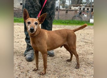 ZUMA-liebevoller Podenco mit großem Herz sucht sein Zuhause für immer