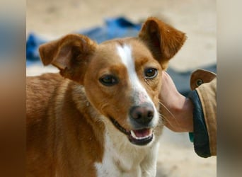 CANELA-jung, dynamisch, verschmust und auf der Suche nach leibevollem Für-immer-Zuhause