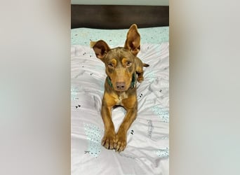 TOCHO- wartet ab 18.4.26 in 88662 Überlingen