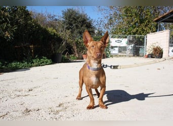 INMA-braucht dringend eine Familie der sie für den Rest ihres Lebens vertrauen kann