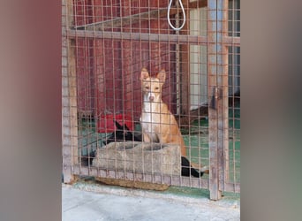 CANELO- wartet in 83146 Surheim auf liebevolles Zuhause