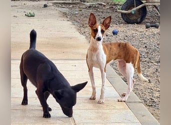 Bezaubernde FANI- kleine, zarte Fee sucht ihr liebevolles "Für-immer-Zuhause