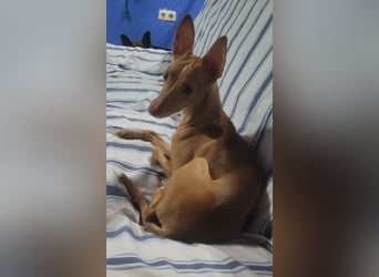 ELSA-liebevolles, zärtliches, kontaktfreudiges Mädchen sucht liebevolles Für-immer-Zuhause