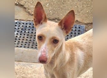 ARENA-sehr liebes, zartes, schüchternes Mädchen wartet auf ihre liebevolle Familie