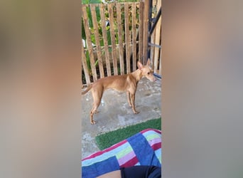 ELSA-liebevolles, zärtliches, kontaktfreudiges Mädchen sucht liebevolles Für-immer-Zuhause