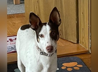 LUCY-wartet in 76756 Bellheim-sanfte Seele mit großem Herzen sucht liebeolles Für-immer-Zuhause