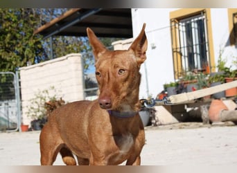 INMA-braucht dringend eine Familie der sie für den Rest ihres Lebens vertrauen kann