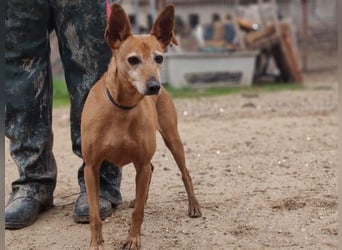 ZUMA-liebevoller Podenco mit großem Herz sucht sein Zuhause für immer
