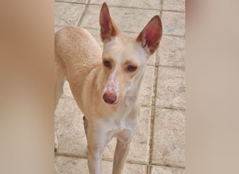 ARENA-sehr liebes, zartes, schüchternes Mädchen wartet auf ihre liebevolle Familie