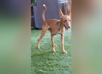 ELSA-liebevolles, zärtliches, kontaktfreudiges Mädchen sucht liebevolles Für-immer-Zuhause