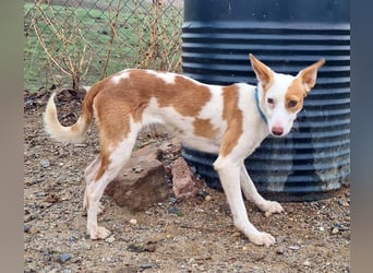 Zuckersüßer DEXTER-sanfter, zärtlicher, sensibel, neugierig, verspielte Bub sucht  Für-immer-Zuhause