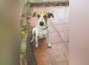 SARA-sanfte Seele mit großem Vertrauen sucht ihr Für-immer-Zuhause