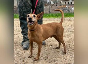ZUMA-liebevoller Podenco mit großem Herz sucht sein Zuhause für immer