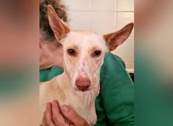 ARENA-sehr liebes, zartes, schüchternes Mädchen wartet auf ihre liebevolle Familie