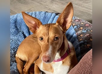 ZOEY-wartet sehnsüchtig auf Pflegestelle in 76756 Bellheim auf ihr Für-immer-Zuhause, gerne mit Lucy