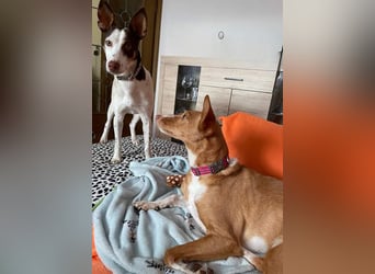 LUCY-wartet in 76756 Bellheim-sanfte Seele mit großem Herzen sucht liebeolles Für-immer-Zuhause