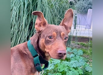 TOCHO- wartet ab 18.4.26 in 88662 Überlingen