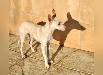 ARENA-sehr liebes, zartes, schüchternes Mädchen wartet auf ihre liebevolle Familie