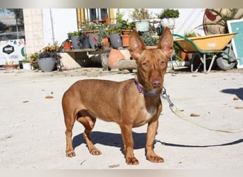 INMA-braucht dringend eine Familie der sie für den Rest ihres Lebens vertrauen kann