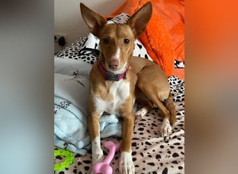 ZOEY-wartet sehnsüchtig auf Pflegestelle in 76756 Bellheim auf ihr Für-immer-Zuhause, gerne mit Lucy