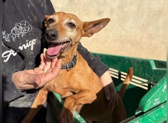 ZUMA-liebevoller Podenco mit großem Herz sucht sein Zuhause für immer