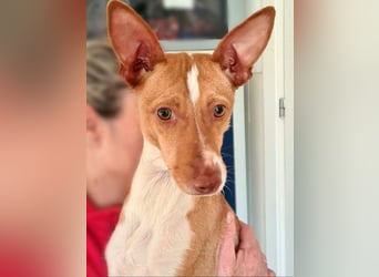 Zuckersüße FRIDA wartet sehnsüchtig auf ihr liebevolles Für-immer-Zuhause