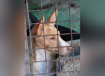 CANELO- wartet in 83146 Surheim auf liebevolles Zuhause