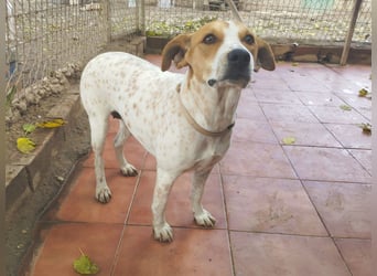 SARA-sanfte Seele mit großem Vertrauen sucht ihr Für-immer-Zuhause