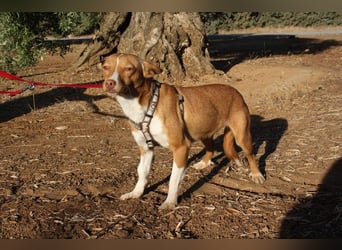 ARIEL-wunderschöne kleine Traumpodenca, sucht ihr liebevolle Zuhause