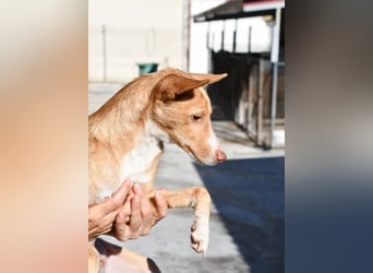 CANELO- wartet in 83146 Surheim auf liebevolles Zuhause