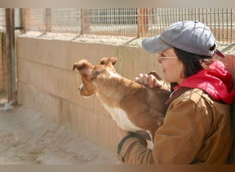 CANELA-jung, dynamisch, verschmust und auf der Suche nach leibevollem Für-immer-Zuhause