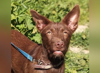 Zuckersüße TIFFANY-sucht liebevolles Für-immer-Zuhause