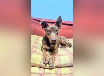 TOCHO- wartet ab 18.4.26 in 88662 Überlingen