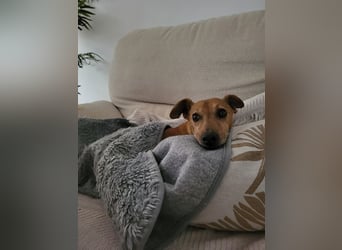 JOSUÉ-Liebe ist nicht immer laut - leiser Bub sucht endlich sein liebevolles Für-immer-Zuhause