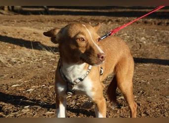 ARIEL-wunderschöne kleine Traumpodenca, sucht ihr liebevolle Zuhause