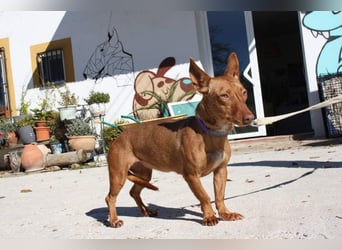 INMA-braucht dringend eine Familie der sie für den Rest ihres Lebens vertrauen kann