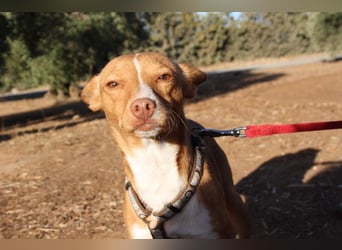 ARIEL-wunderschöne kleine Traumpodenca, sucht ihr liebevolle Zuhause