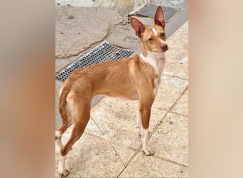 Zuckersüße FRIDA wartet sehnsüchtig auf ihr liebevolles Für-immer-Zuhause