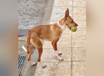 Zuckersüße FRIDA wartet sehnsüchtig auf ihr liebevolles Für-immer-Zuhause