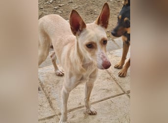 ARENA-sehr liebes, zartes, schüchternes Mädchen wartet auf ihre liebevolle Familie