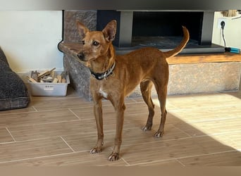 VIKTORIA-verschmust, liebevoll, unaufgeregt, läuft vorbildlich an der Leine-sucht Zuhause