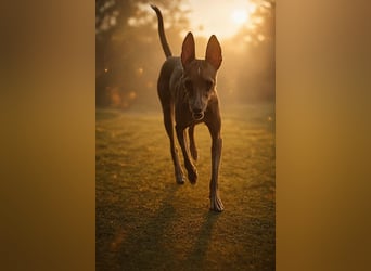 ELSA-liebevolles, zärtliches, kontaktfreudiges Mädchen sucht liebevolles Für-immer-Zuhause