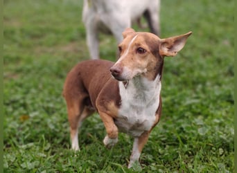 NAYA-braucht dringend wieder eine liebevolle, aktive Familie. Sie ist